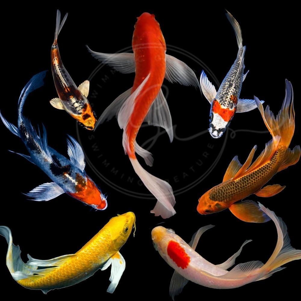 Assorted Colors Live Koi Fish  - огляд і ціна Aquarium Fish Koi